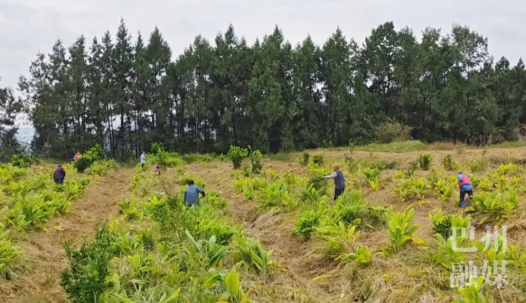 姜黄种植效益_致富种植姜黄怎么样_种植姜黄致富