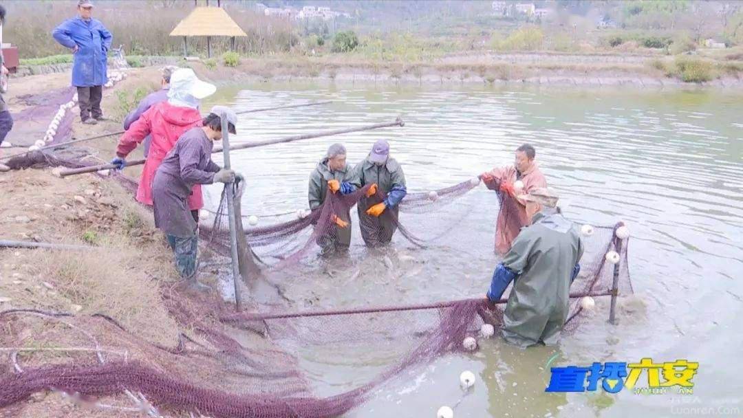 六安“山泉活水”鱼，生态致富路