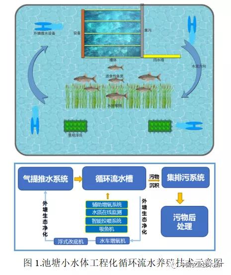 鲤鱼养殖超级技术大全图解_超级大鲤鱼养殖技术_鲤鱼养殖技术视频