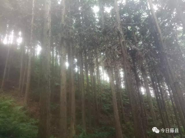 杉树的种植技术_种植杉树致富_杉树种植成本和利润