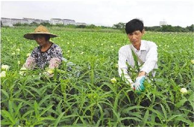 黄秋葵栽培技术，高级农艺师分享，掌握这几点种出优质秋葵