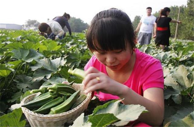 山东黄秋葵种植技术_秋葵在山东叫什么_山东秋葵种植基地