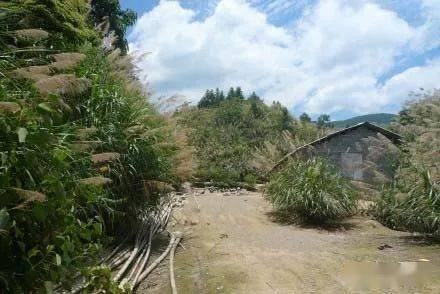 鹊山鸡养殖致富_鹊山鸡养殖技术视频_致富经鹊山鸡养殖视频