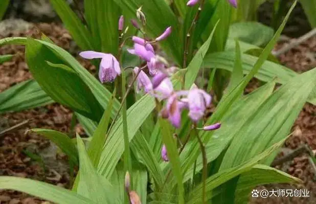 致富种植白芨视频_种植 白芨 致富_致富种植白芨图片