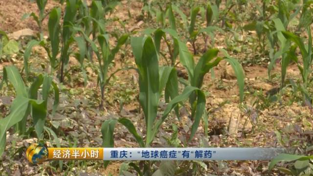 种植杉树致富_种植杉树的前景_杉树种植成本和利润