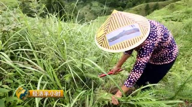 种植杉树致富_种植杉树的前景_杉树种植成本和利润