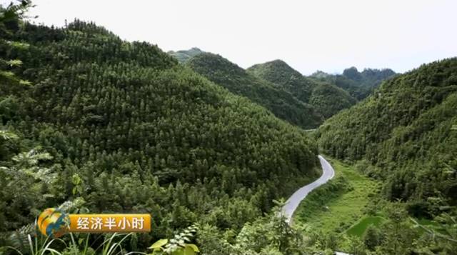 种植杉树致富_种植杉树的前景_杉树种植成本和利润