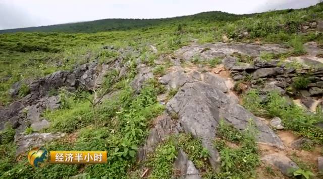 杉树种植成本和利润_种植杉树的前景_种植杉树致富