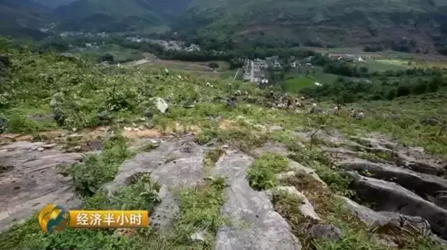 杉树种植成本和利润_种植杉树致富_种植杉树的前景