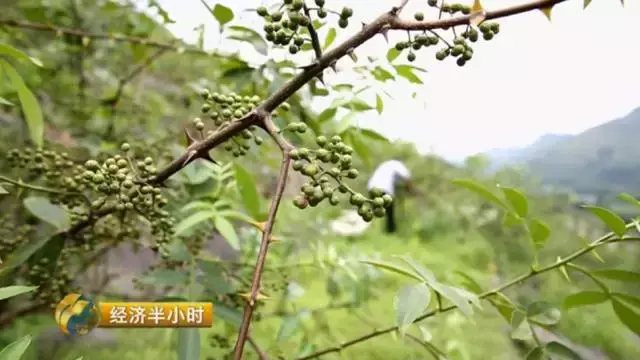 种植杉树的前景_杉树种植成本和利润_种植杉树致富