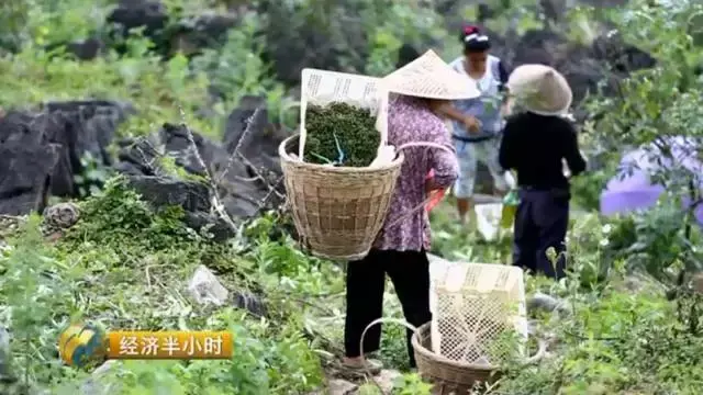 种植杉树致富_杉树种植成本和利润_种植杉树的前景