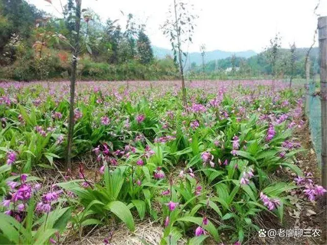 白芨之梦：农民王云转型种植的成功之路