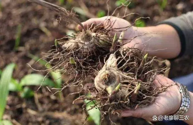 种植白芨致富项目_致富种植白芨怎么样_种植 白芨 致富