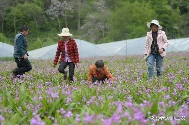 种植白芨致富项目_种植 白芨 致富_致富种植白芨怎么样