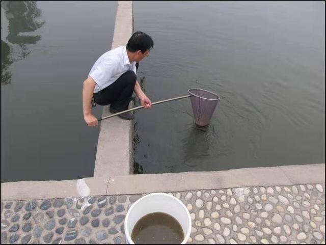 养水蚤赚钱吗_饲养水蚤需要什么环境_水蚤养殖技术