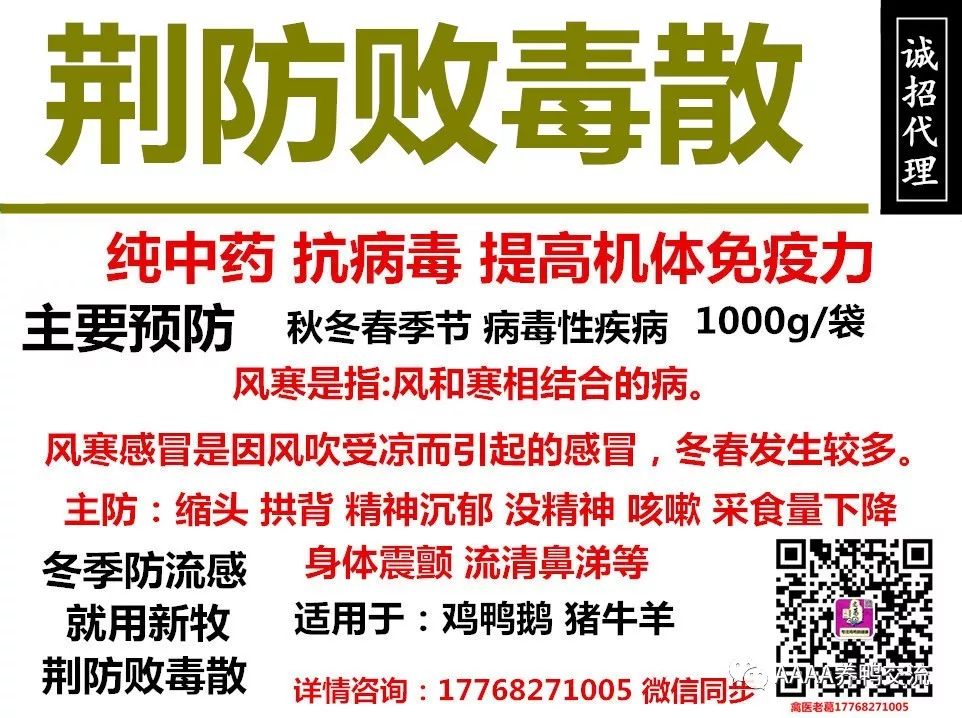 鹅养殖网上技术有哪些_鹅养殖业技术_鹅网上养殖技术