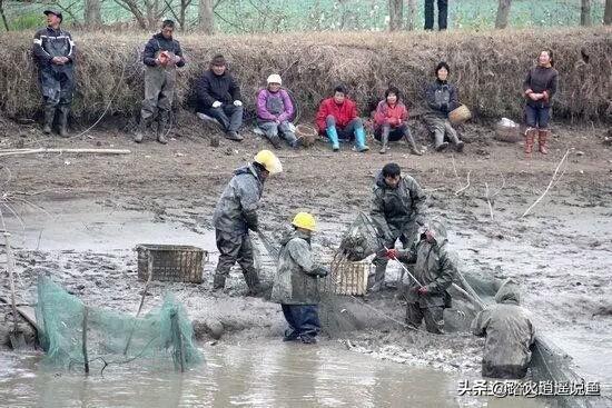 饲养水蚤需要什么环境_养水蚤赚钱吗_水蚤养殖技术