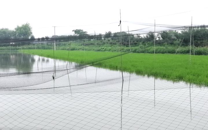 莲藕泥鳅农业模式生态优势_泥鳅莲藕的生产模式的好处_cctv7 致富经泥鳅莲藕套样泥鳅