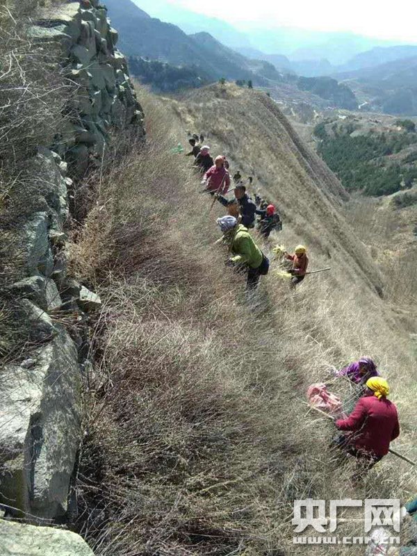 山西壶关山区农民的脱贫账：中药材连翘“变身”致富产业