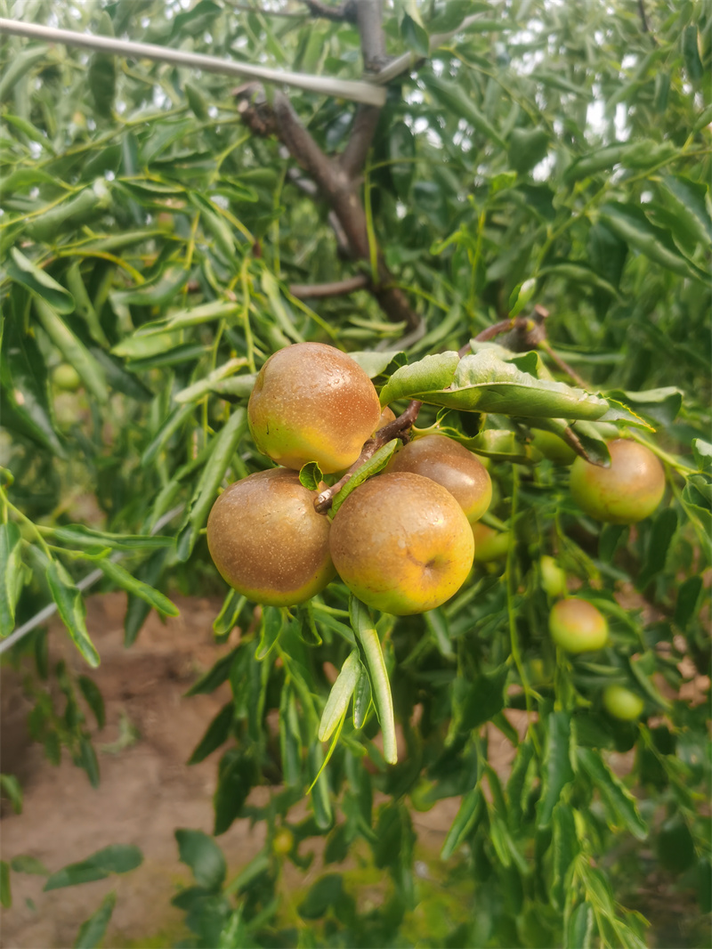 冬枣树苗种植基地