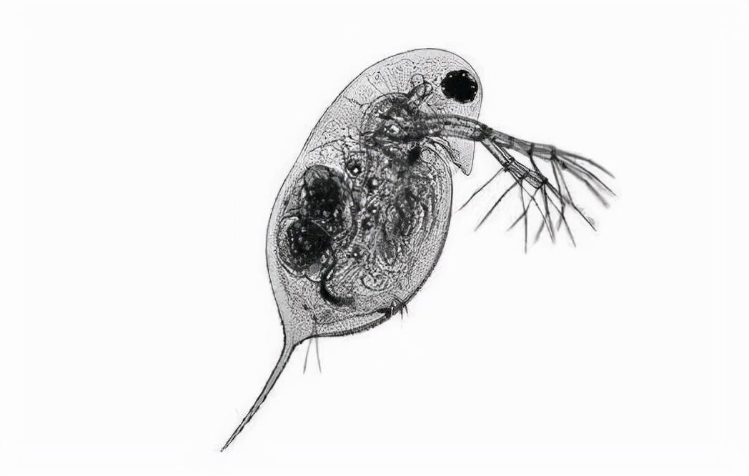 水蚤的人工养殖_水蚤养殖技术视频_水蚤养殖技术