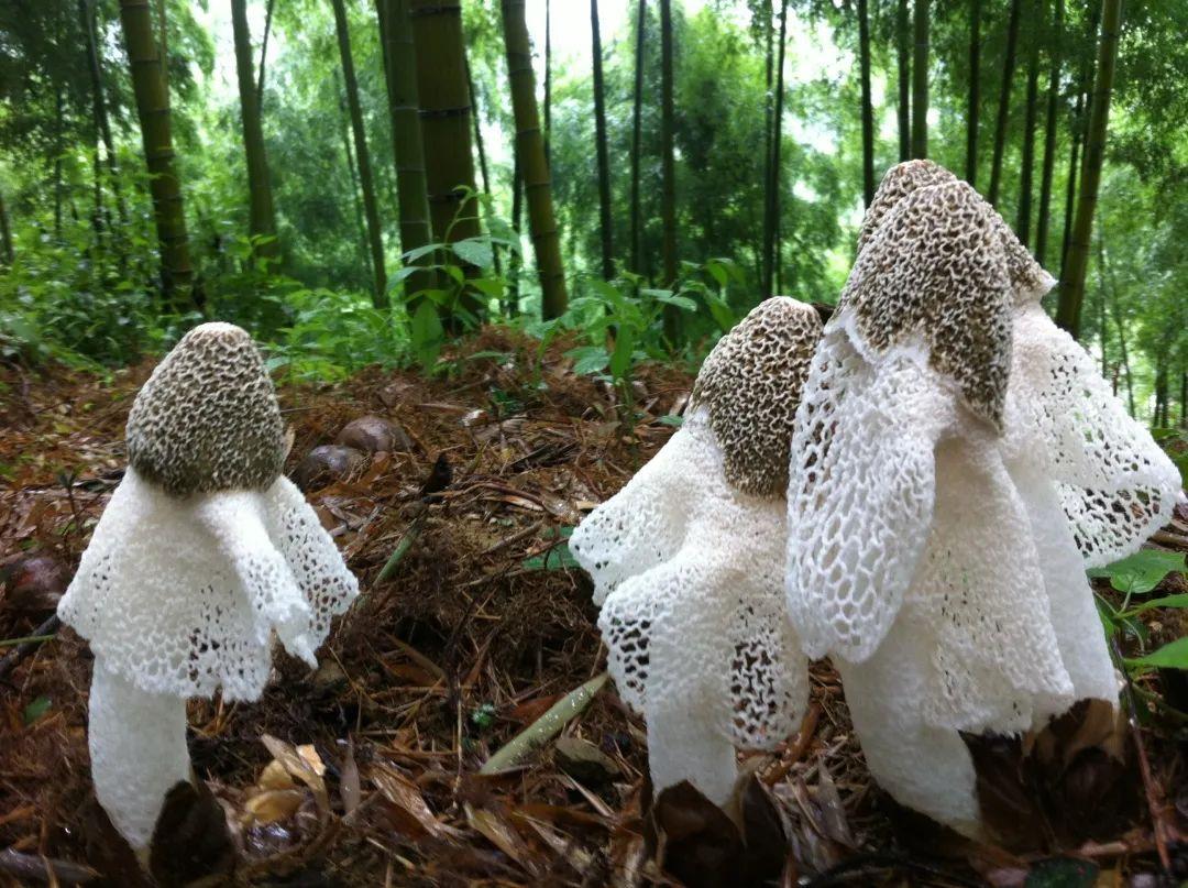 致富种植竹荪技术视频_致富经竹荪种植技术_竹荪种植技巧