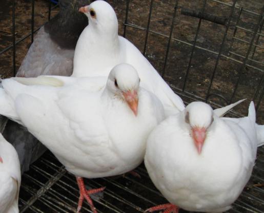 肉鸽子养殖技术_鸽子养殖肉技术视频_鸽子养殖肉技术与管理