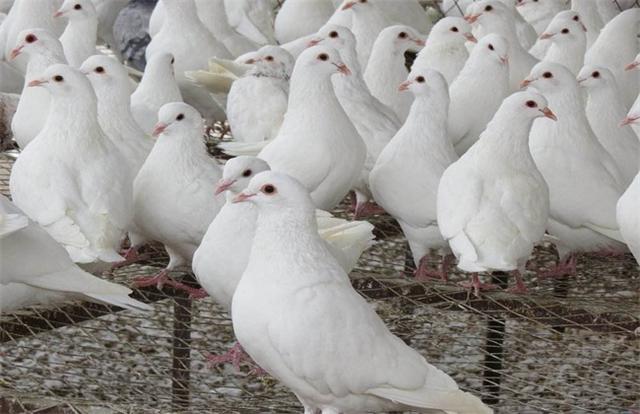 鸽子养殖肉技术与管理_鸽子养殖肉技术视频_肉鸽子养殖技术