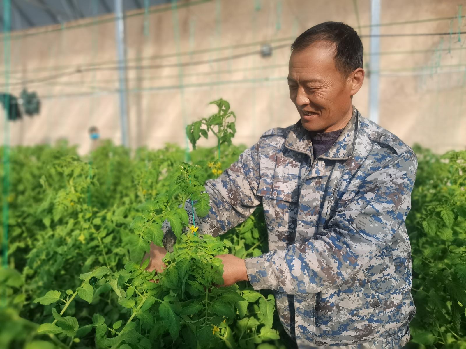 草莓西红柿种植致富经验_西红柿套种草莓_草莓西红柿种植环境