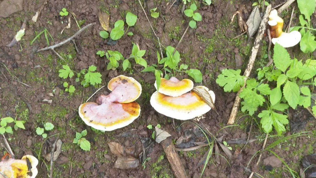 西藏林芝可以种水稻吗_西藏林芝主要种植的粮食作物_西藏林芝种植致富