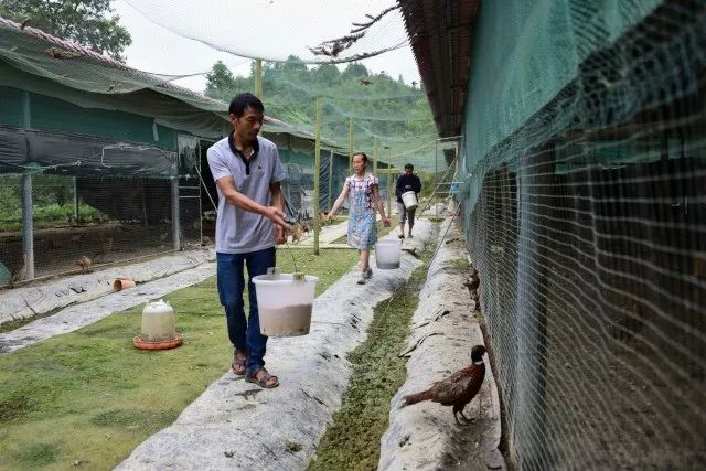 山鸡养殖技术视频教程_山林养鸡怎么养视频_山鸡林下养殖技术视频