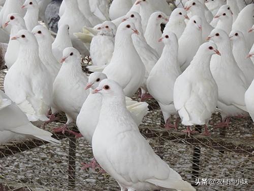 鸽子养殖技术教程_肉鸽子养殖技术_鸽子养殖肉技术要求