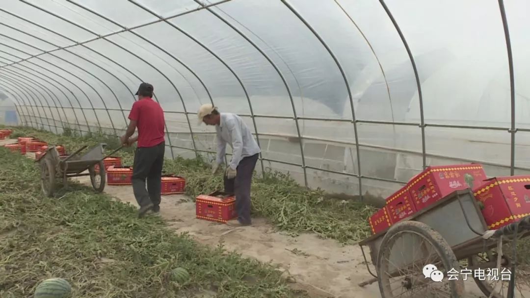 大棚种瓜的步骤_大棚种瓜技术视频_大棚种植致富瓜