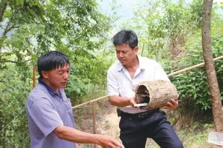 马蜂养殖技术免费视频_致富经视频马蜂养殖技术_马蜂养殖全过程视频