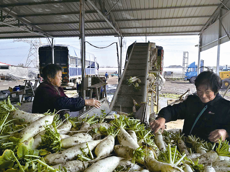 泰兴新街建成全市最大萝卜种植基地