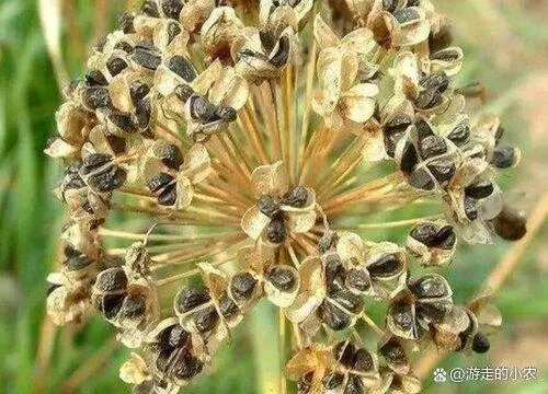 韭菜种植技术和时间_韭菜种植时间方法_韭菜的种植时间和种植条件