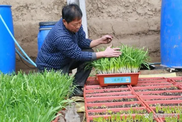 韭菜种植技术和时间_韭菜种植时间方法_韭菜的种植时间和种植条件