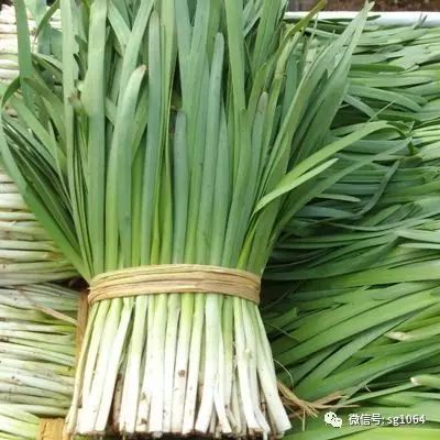 韭菜种植时间和生长期_韭菜种植技术和时间_韭菜种植技术时间多长