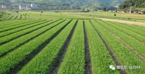 韭菜种植时间和生长期_韭菜种植技术和时间_韭菜种植技术时间多长