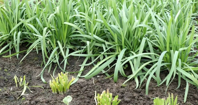 韭菜的种植时间和种植条件_韭菜种植技术时间多长_韭菜种植技术和时间