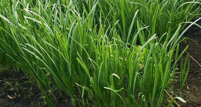 韭菜种植技术时间多长_韭菜的种植时间和种植条件_韭菜种植技术和时间