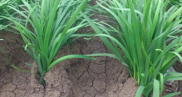 韭菜的种植时间和种植条件_韭菜种植技术和时间_韭菜种植技术时间多长