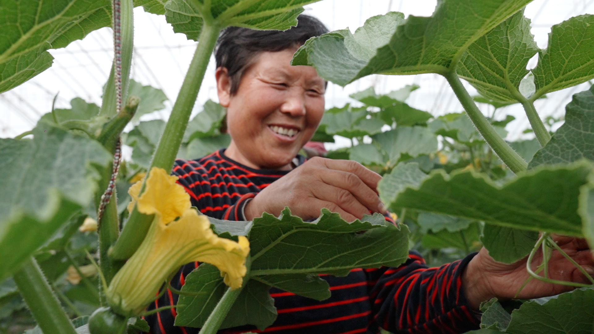 大棚种植致富瓜_大棚种瓜的步骤_大棚瓜种植技术与管理