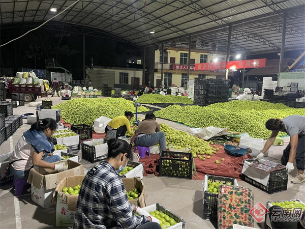 种植青枣亩产利润_青枣种植致富_致富种植青枣视频