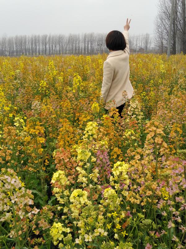 遍地菜花香 致富农民乐：息县加快种植结构调整，促进农业提质增效