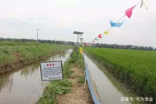 澳洲白虾养殖技术_澳洲淡水虾养殖_澳虾养殖前景