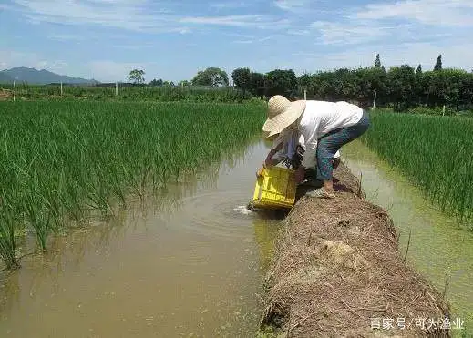 澳洲淡水虾养殖_澳虾养殖前景_澳洲白虾养殖技术