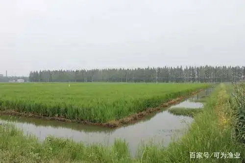 澳洲淡水虾养殖_澳洲白虾养殖技术_澳虾养殖前景