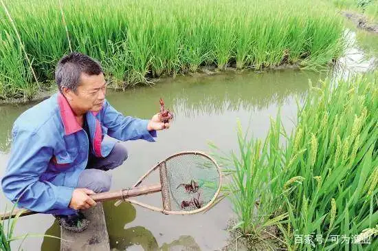 澳虾养殖前景_澳洲淡水虾养殖_澳洲白虾养殖技术