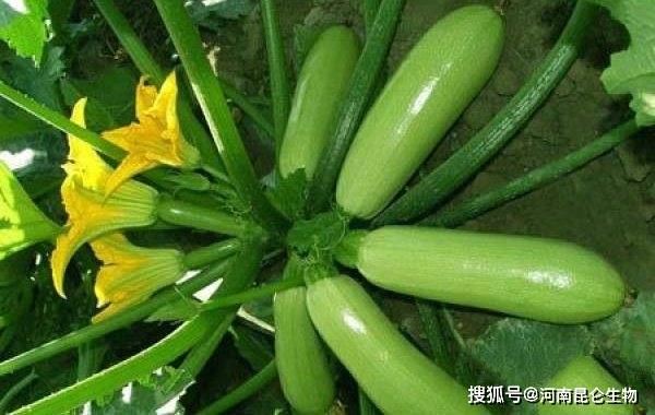 西葫芦烂花烂瓜用什么药治？大棚西葫芦怎么管理产量高